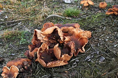 Onbekende paddenstoel in Vught (8 november)