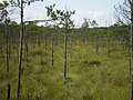 Wetland in Berezinsky Biosphere Reserve