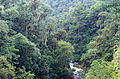 Podocarpus National Park