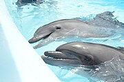 Delfines nariz de botella en un delfinario local