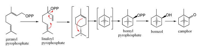 Biosynthesie af kamfer fra geranyl-pyrophosphat