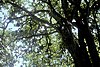 Pisonia trees on Caroline Atoll