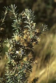 Description de l'image Chiliotrichum diffusum.jpg.