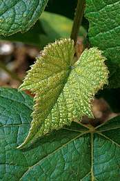 Videira de uvas Concord