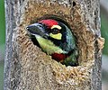 In nest in Kolkata, West Bengal, India