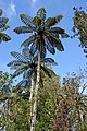 Cyathea medullaris pode medrar até 20 m na súa área nativa de Nova Zelandia.