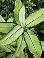 Dieffenbachia picta var. rudolph-roehrs (181229-1724)