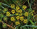 Inflorescence