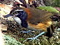 Nyakláncos álszajkó (Garrulax pectoralis)