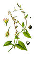 Fallopia dumetorum (as syn. Polygonium dumetorum) plate 191 in: Otto Wilhelm Thomé: Flora von Deutschland, Österreich u.d. Schweiz, Gera (1885) (modified)