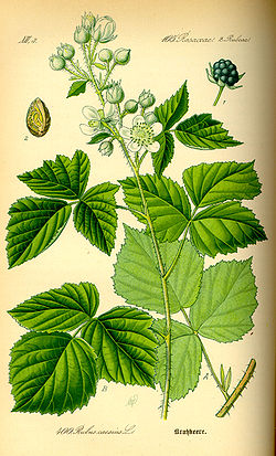 Põldmurakas Rubus caesius