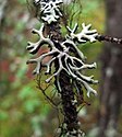 Hypogymnia cf. tubulosa, Bryoria sp. և Tuckermannopsis sp. Կանադական ժայռոտ լեռներ