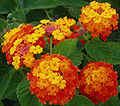 Lantana camara L.