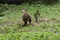 Lepus americanus