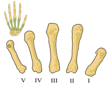 Metacarpals numbered-en.svg