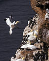 Morus bassanus, Northern Gannet