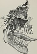 Nervus trigeminus;The anatomy, physiology and pathology of the human teeth(1844).jpg