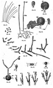 Observations of Mucor and Penicillium (A Textbook of Animal Physiology, 1899).png