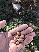 Organic peanut seeds.jpg