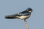 Thumbnail for File:Pied-winged swallow (Hirundo leucosoma).jpg