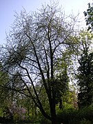 Prunus avium4.jpg