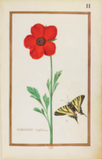 Ranunculus tripolitanus, Le flambé, Rabel 1624 11.png