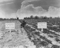 "Test field of a practical operating farm on which TVA-produced phosphate demonstrates ability to encourage growth of protective vegetable cover, hence building up soil fertility (Tennessee Valley Authority, 1942)