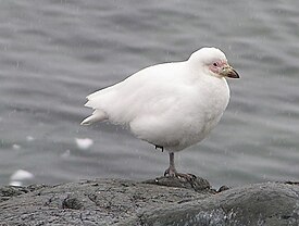 Keltatuppinokka (Chionis alba)