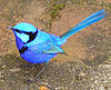 A male splendid fairy-wren (subsp. splendens)