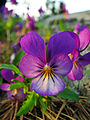 Viola tricolor