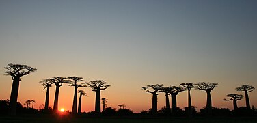 Panoramic view of the Avenue at sunset