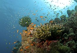 Кораловий риф Андаманських островів