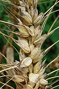 Triticum aestivum 103131273.jpg