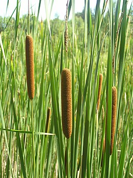 Siauralapis švendras (Typha angustifolia)