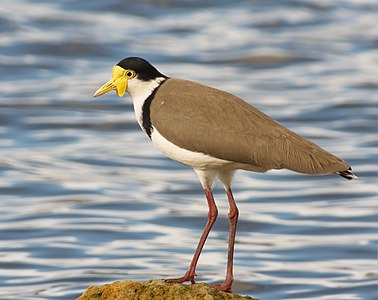 Masked lapwing, by JJ Harrison