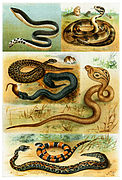 Various Serpentes.jpg