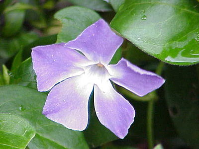 granda vinko (Vinca major)