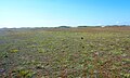 Les dunes bordant la plage de Tronoan et leur végétation naturelle à proximité de Kerdraffic, à la limite des communes de Plomeur et Saint-Jean-Trolimon.