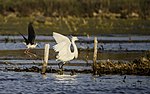 Thumbnail for File:A Little egret put to flight by a Black-winged stilt.jpg