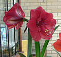 Hippeastrum 'Merry Christmas'.