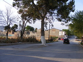 Tree in the middle of the street