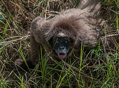 Ateles hybridus from Venezuela 2.jpg