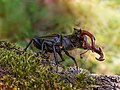 #5 Hirschkäfer-Männchen (Lucanus cervus) im Hain in Bamberg