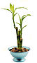 Bamboo Houseplant