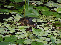 Caiman Watching from the Water.jpg