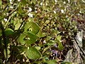 Claytonia perfoliata