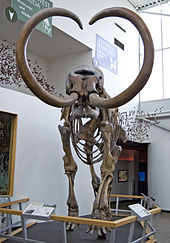 Esqueleto de un mamut con largos colmillos curvos