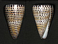 Conus litteratus