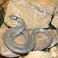 Natrix natrix ssp.