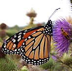 Danaus plexippus